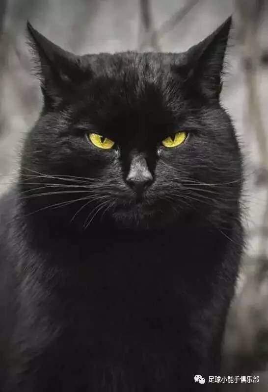 英超意甲派系斗争一触即发，曼城尤文国米暗藏冷门让你惊蛰？