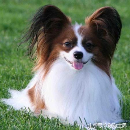 可爱呆萌狗狗资料,狗狗15种寄生虫病详细资料图