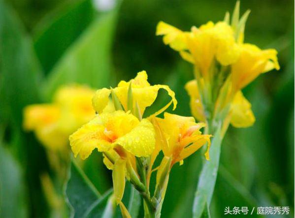 美人蕉几片叶子开花,美人蕉掰开后可以直接种吗