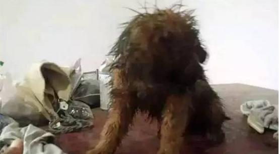 狗狗雨衣宠物防水外套,夏季狗狗雨衣推荐