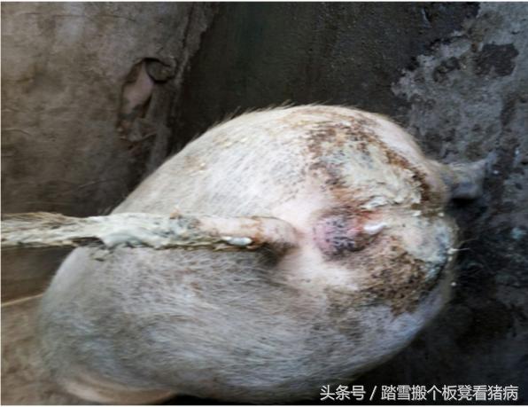 驾驭猪病—母猪输精前后流浓，养猪人必须要知道这三种情况