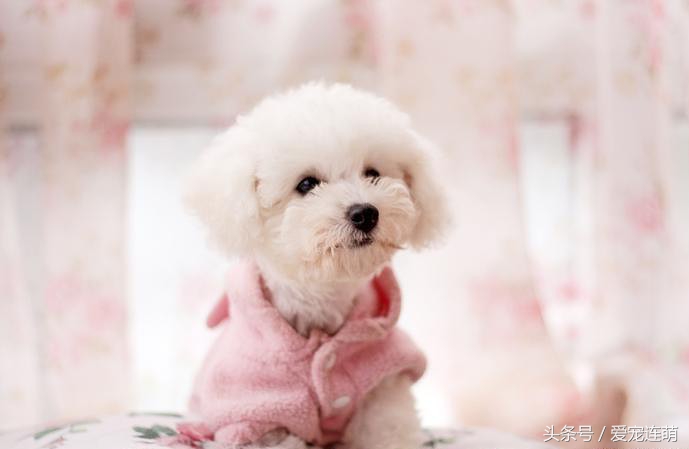 狗狗什么时候才不掉毛,不掉毛的狗狗100种