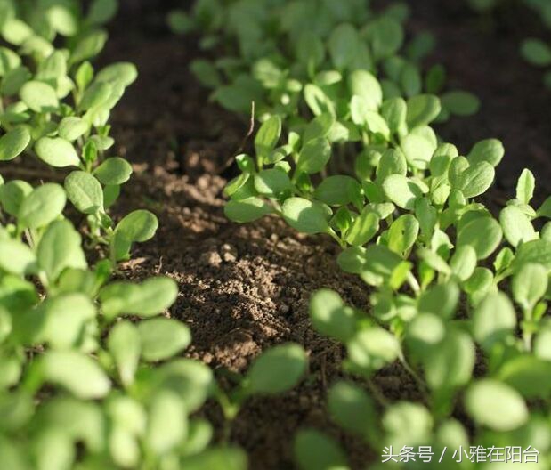 想种花但是没有花盆怎么办,想种花可是没有种子怎么办