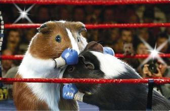 荷兰猪喂养方法和注意事项,荷兰猪的喂养方法