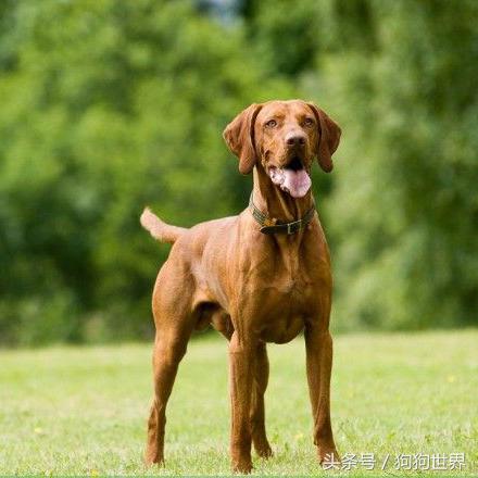 可爱呆萌狗狗资料,狗狗15种寄生虫病详细资料图