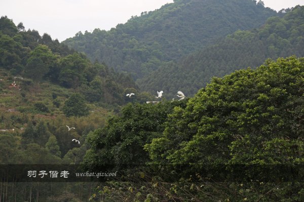 居于涟岸隐于湖,到肇庆体验离尘不离城的精致慢生活