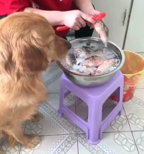 金毛下了七个崽奶水够吃吗,金毛生崽奶水不足