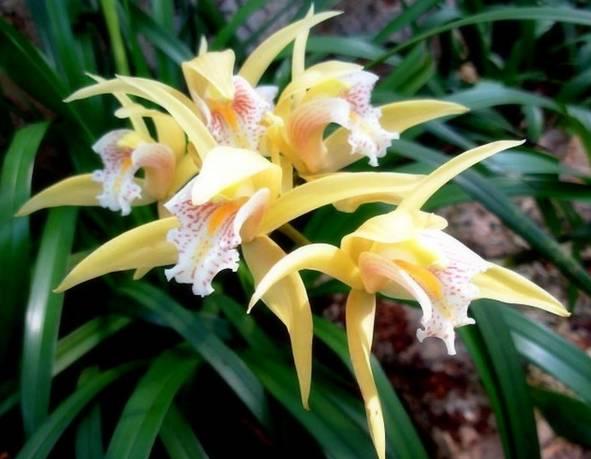 云南最贵的兰花品种有几种,云南兰花名贵品种图片介绍