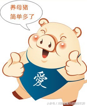 母猪高产的方法和技巧,母猪产力高