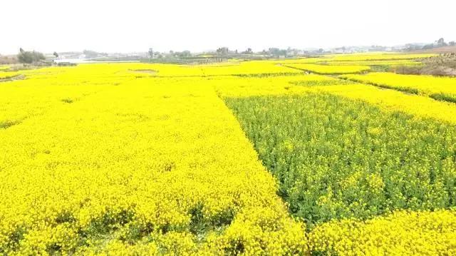 用VR看花海是种怎样的体验？这周就去免费看~