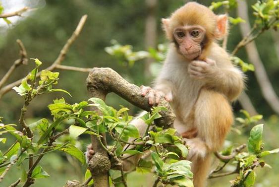 生肖鸡和猴子运势好吗,生肖猴风水财运如何看
