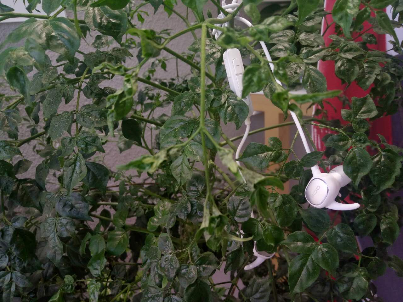 鎼虹編鍚岃鍏ㄦ枃鍏嶈垂,鎼虹編鍚岃