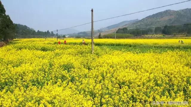 柳州美景樱花谷,柳州的花海美景