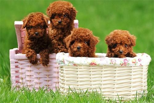 泰迪狗狗身上跟鬼剃头似的怎么回事？