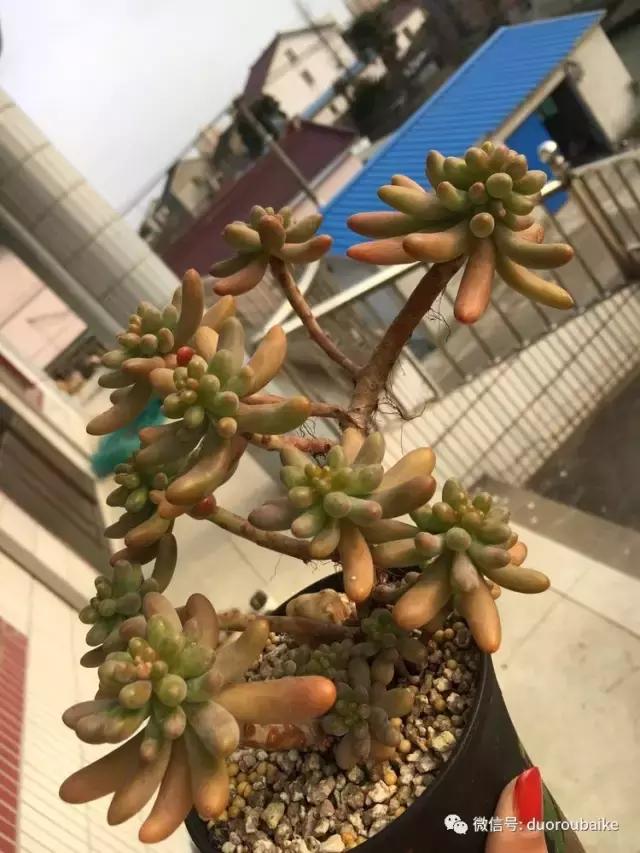 吾家有女初长成全文小说,吾家有女初长成小说精彩阅读