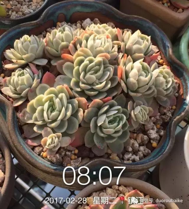 一株多肉治愈整个人心,一棵多肉的逆袭