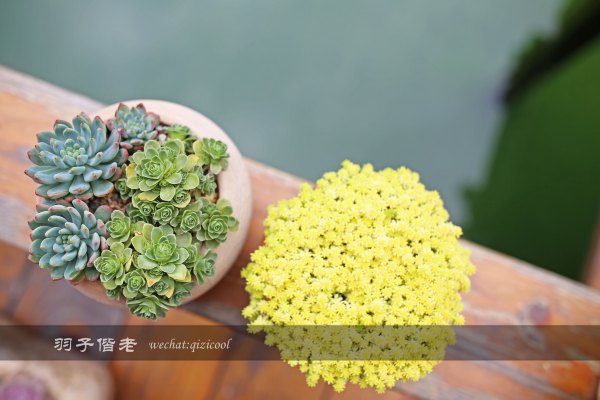 居于涟岸隐于湖，到肇庆体验离尘不离城的精致慢生活