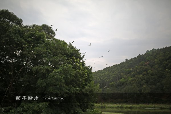 居于涟岸隐于湖，到肇庆体验离尘不离城的精致慢生活