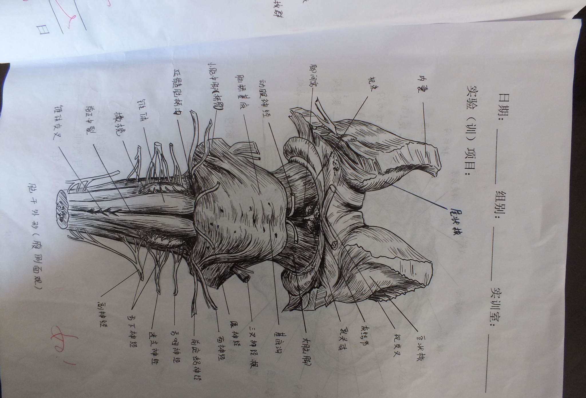 大学美女学霸手绘人体解剖图太逼真堪比印刷成为网红