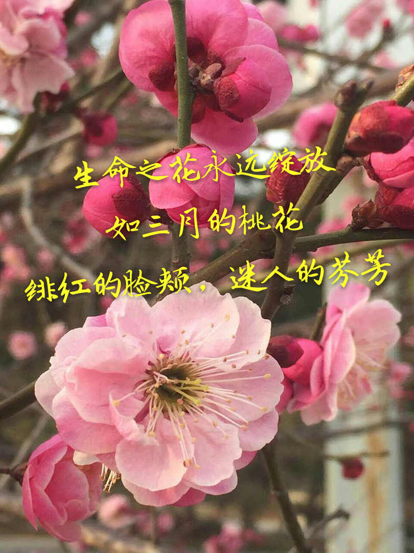 三八妇女节给老师的祝福语300字,2022年三八妇女节祝福图片早上好