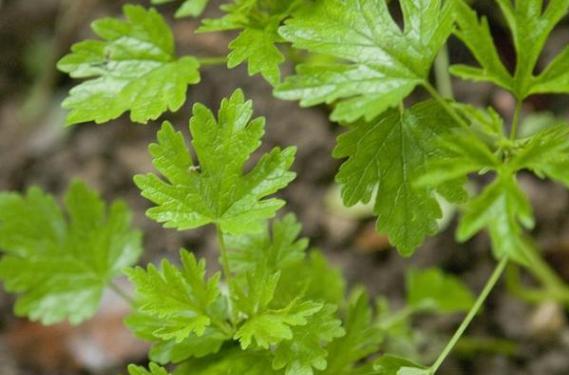绿茶祛粉刺黑头面膜效果怎么样,哪种清洁面膜祛黑头粉刺有效果
