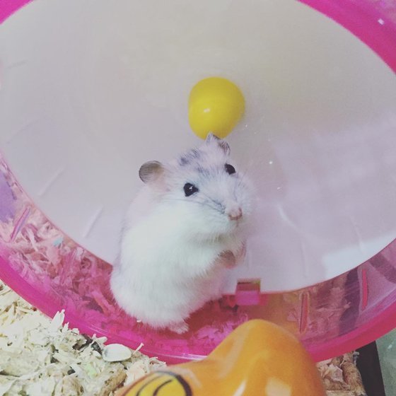 仓鼠日常吃成一只小肥鼠,仓鼠为什么会吃自己生的小仓鼠