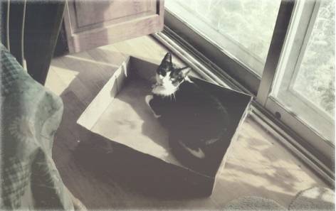 什么猫咪粘人又温顺,猫咪粘人程度排行榜