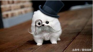 狗狗的用途,狗狗工作地方