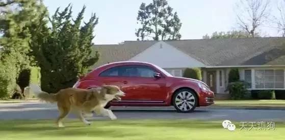 怎么制止狗狗喜欢追跑的人,如何纠正狗狗追着咬人的坏习惯