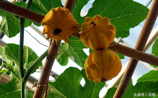 冬天可以种出什么好看的蔬菜,在花盆种的又好看又能吃的蔬菜