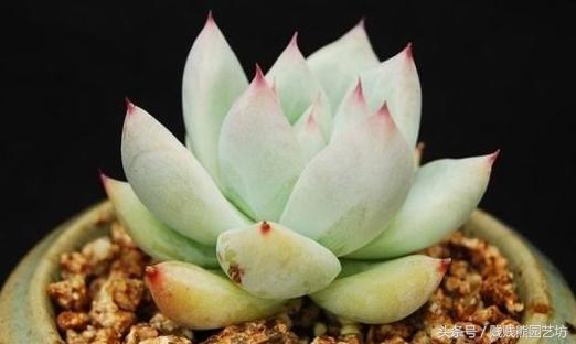 多肉要买生根粉吗,多肉需要买专用土吗