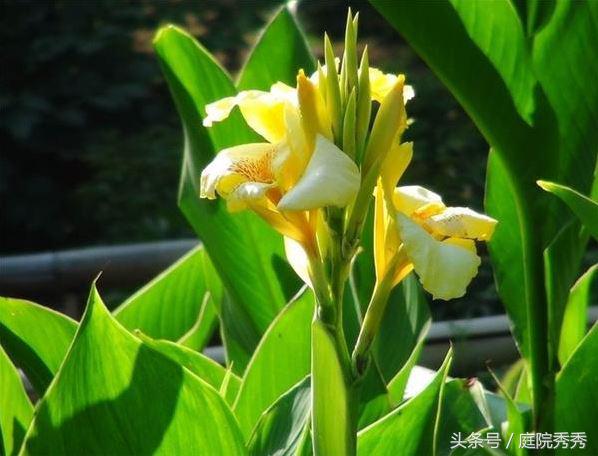 美人蕉几片叶子开花,美人蕉掰开后可以直接种吗