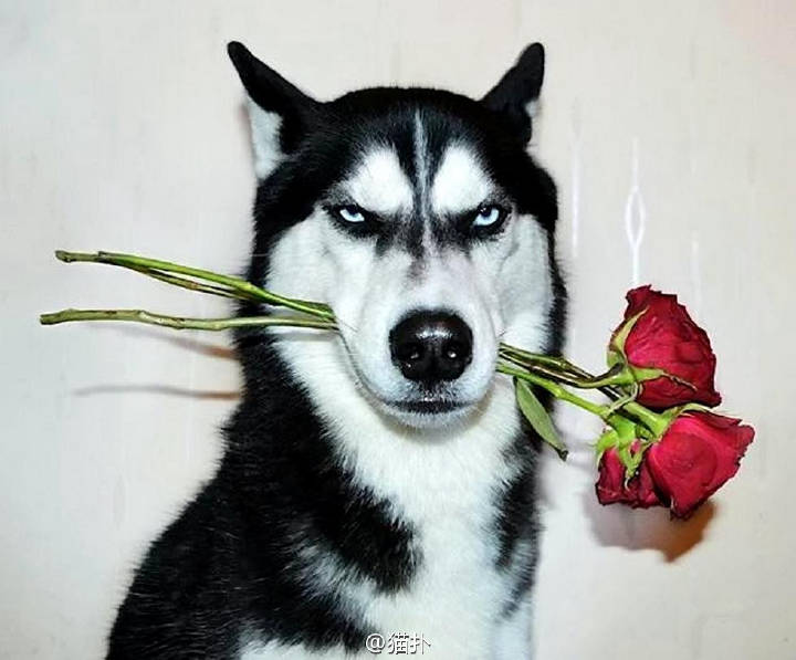 劣质狗粮该怎么处理呢,劣质狗粮吃了短期内会出问题吗