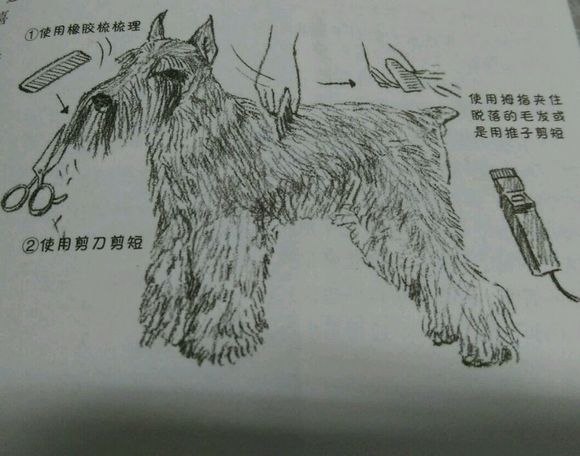 科普知识的狗狗动画片,科普狗狗肢体语言