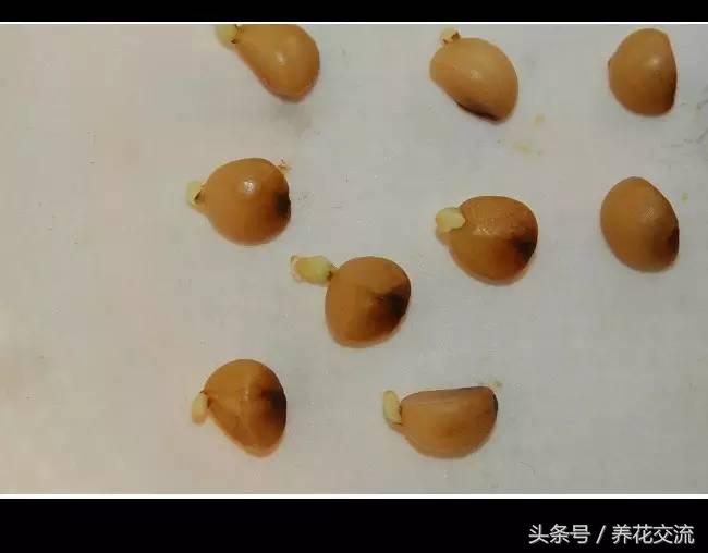 刚长出来的君子兰小苗,君子兰种子发芽生长速度