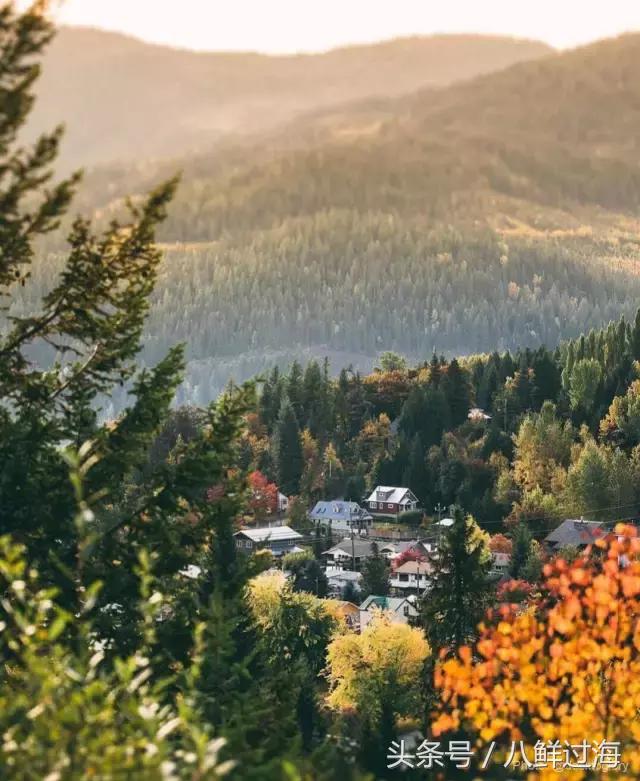 加拿大bc省鲟龙鱼,加拿大bc省鳕鱼