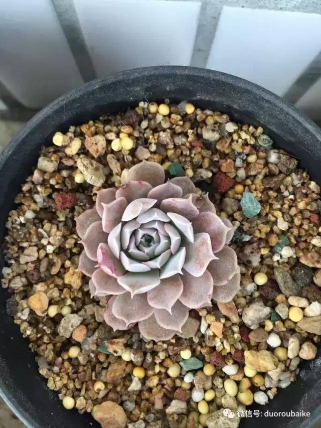 吾家有女初长成全文小说,吾家有女初长成小说精彩阅读