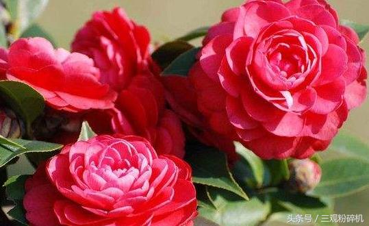 城市诗歌之金华咏