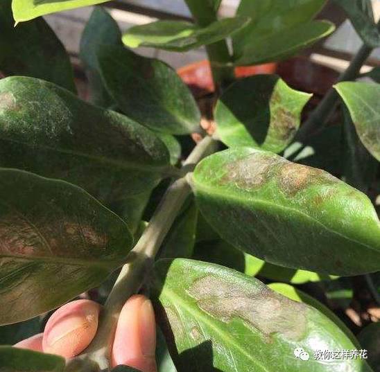 金钱树叶子发黄的原因和解决方法,金钱树叶子发黄原因及解决办法