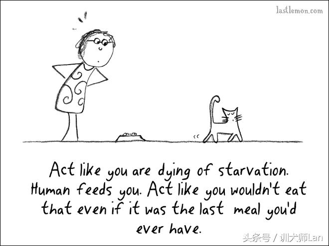 模拟猫咪攻略,驯服猫咪攻略