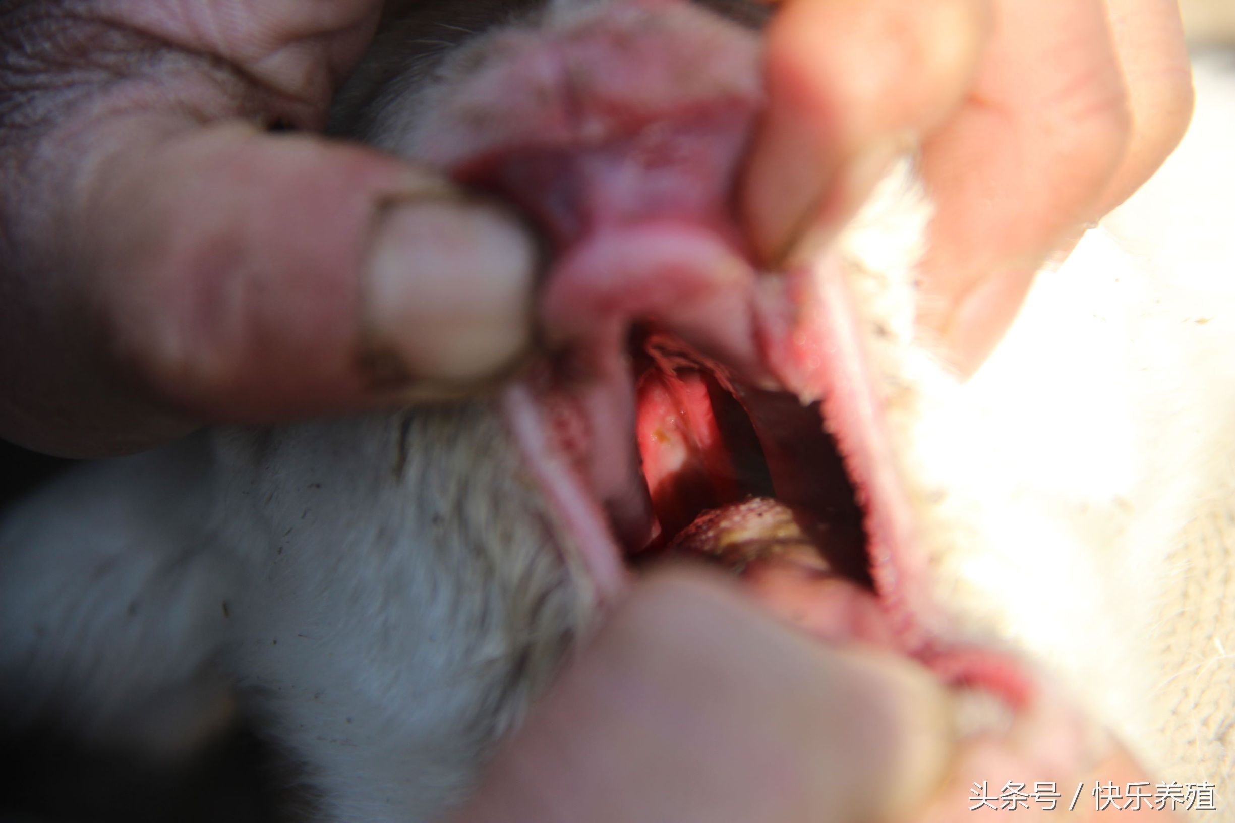 母羊难产肚子里有死胎该怎么助产,母羊难产人工助产方法