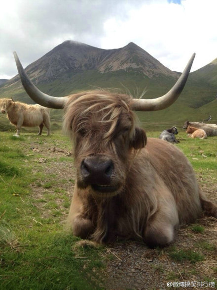 苏格兰的牛，不知该说是帅气还是非主流还是内马尔