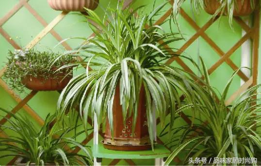 遗憾没有阳光?背阴阳台也能打造幽静绿色花园