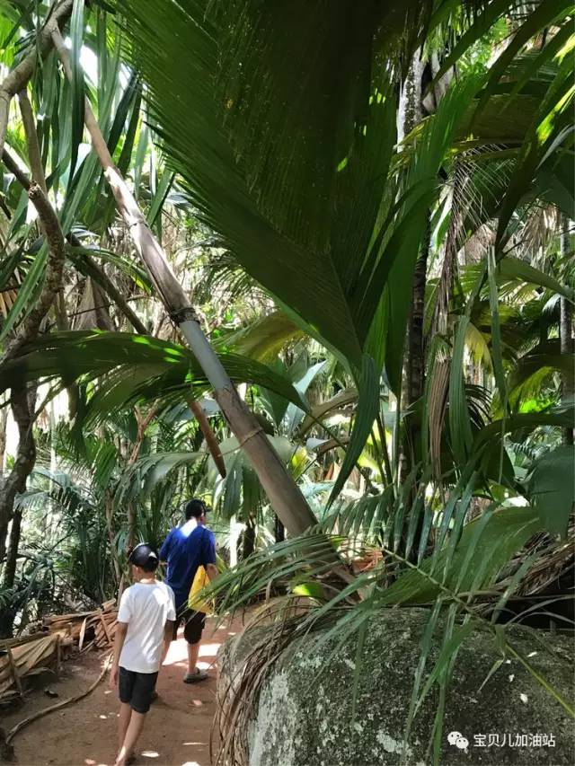 塞舌尔游记,塞舌尔埃及