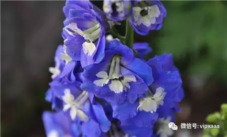 这13种开紫色花的花卉你认识几种,五种常见蓝色花