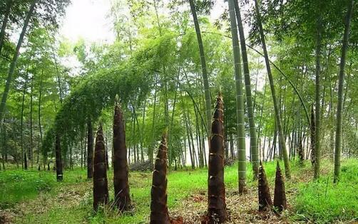 笋怎么去涩效果最好,笋吃着涩涩的怎么处理