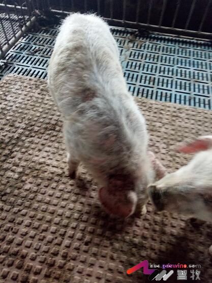 仔猪遇着这种“皮肤病”该如何处理？-健康管理论坛-聊天全记录