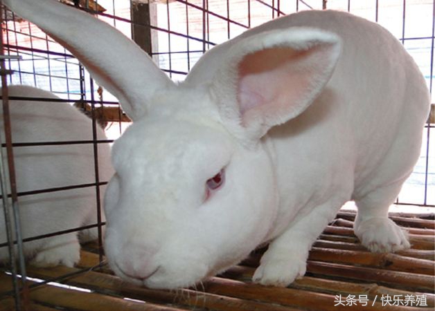 獭兔种兔养殖方法,养兔技术分享