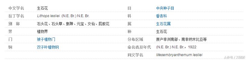生石花屁屁花怎么养长得快,生石花屁股如何养
