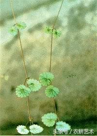 徐长卿中草药图谱,中草药豨莶草图谱